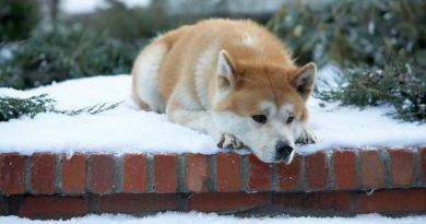 hachiko