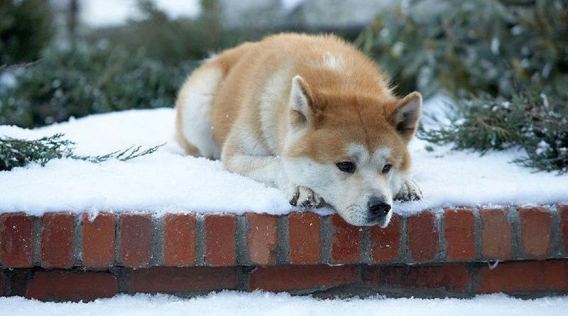 hachiko