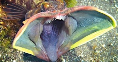 sarcastic fringehead