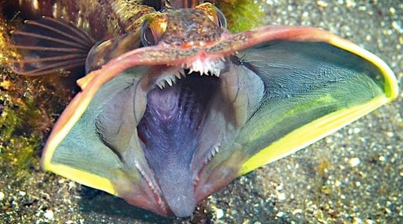 sarcastic fringehead