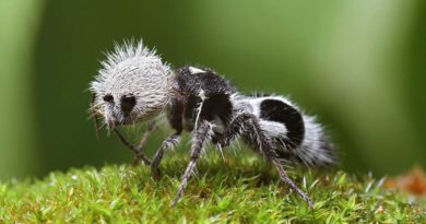 panda ants