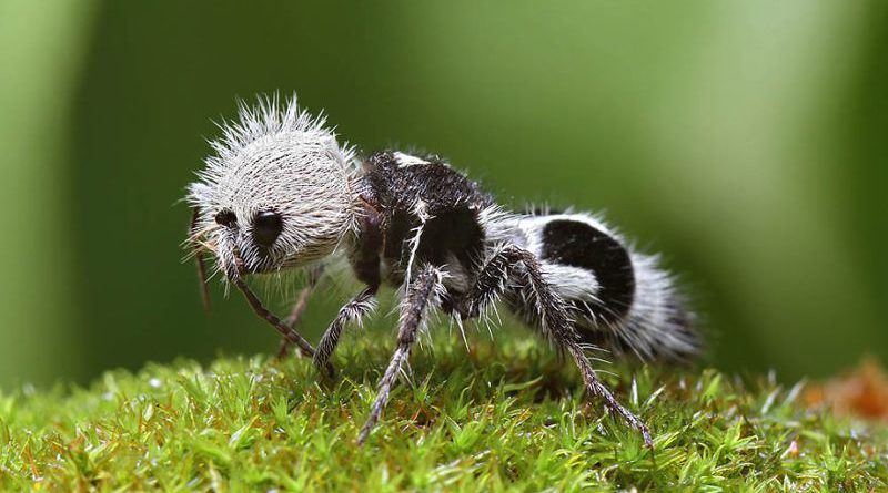 panda ants