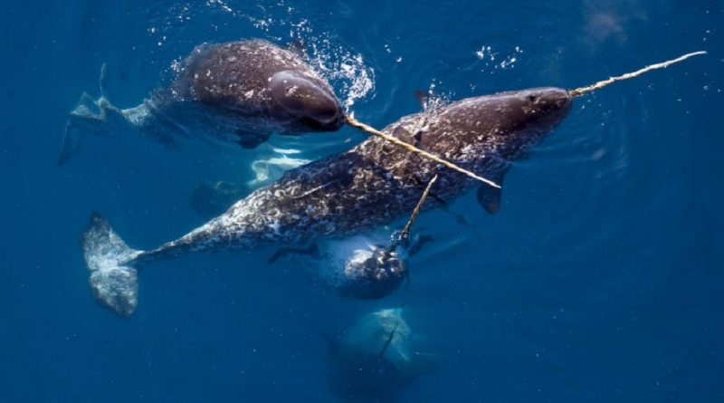 unusual narwhal