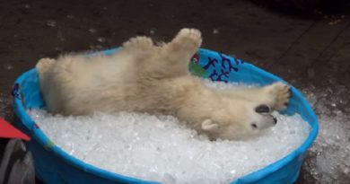 polar bear ice