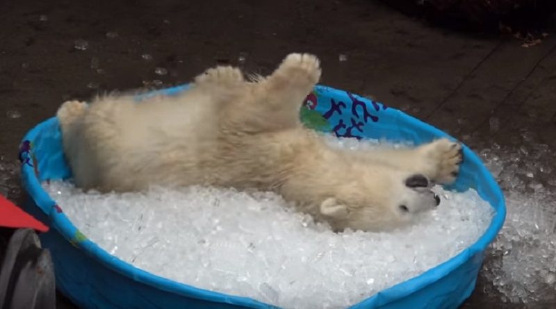 polar bear ice