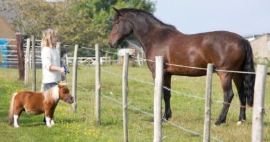 miniature horses