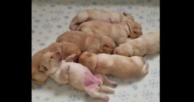 dreaming puppies