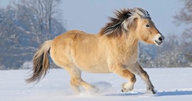 norwegian fjord horse