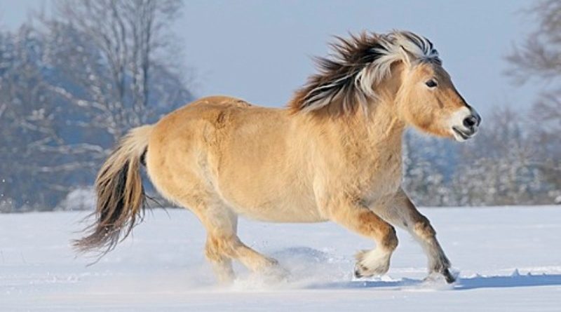 norwegian fjord horse