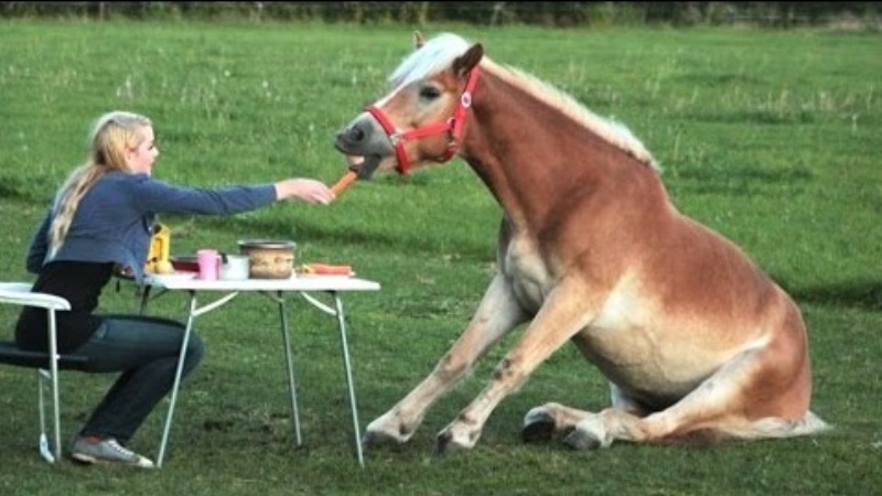 funny horses