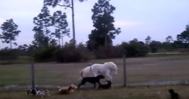 fence horses