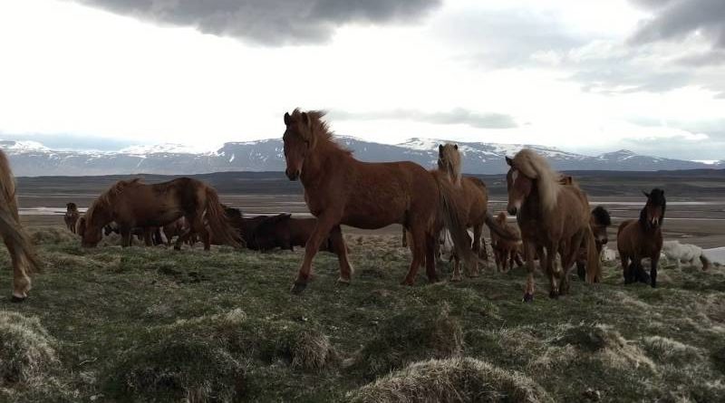 icelandic horses