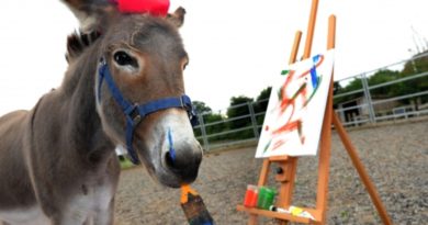 painting donkey