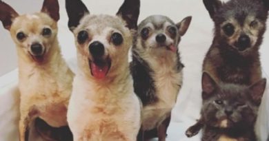 chihuahuas