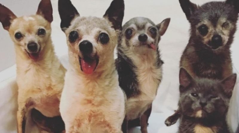 chihuahuas