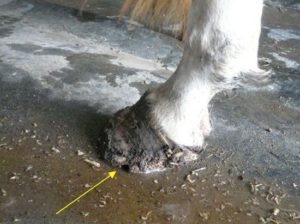 animal cruelty