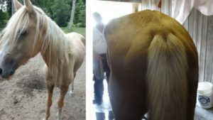 neglectful animal cruelty negligence