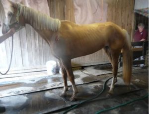 animal cruelty
