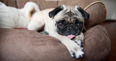 pug