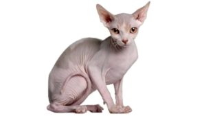 sphynx