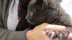 soft claws