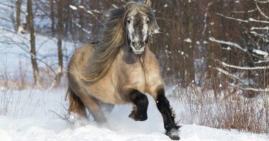 Gorgeous Friendliest Horses On Earth – The Icelandic Horses (VIDEO)