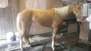 animal cruelty