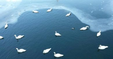 The Frozen Moselle River And The Gorgeous Swans Sliding On Ice, Metz – France (VIDEO)