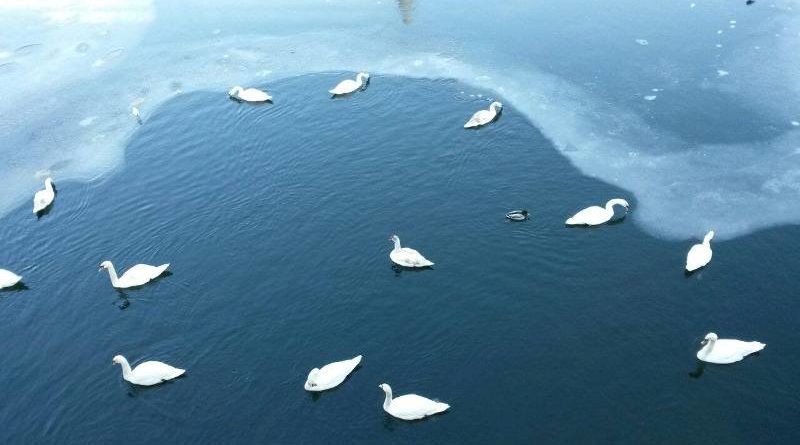 gorgeous swans