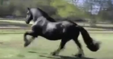 black horse