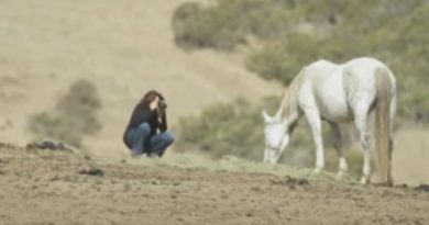 wild horses