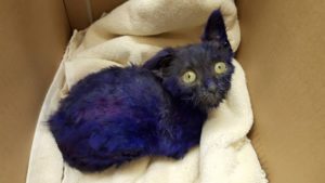 kitten found covered