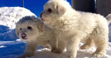 Three Adorable Puppies