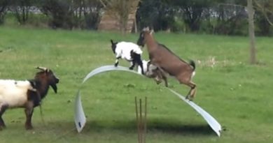 goats play king