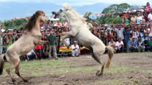 horse fighting