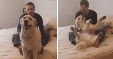 If Your Dog Trust You, It Will Do This For You Unconditionally (VIDEO)