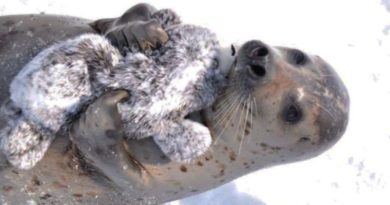 smitten seal