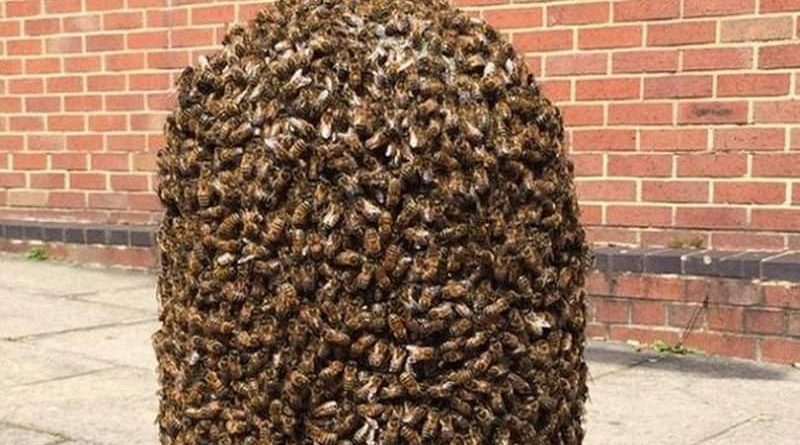 massive swarm