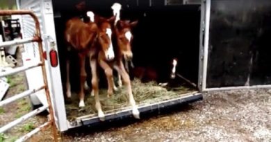 baby horses