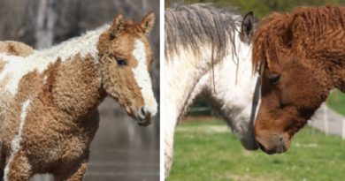 curly horse