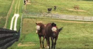 retired horses