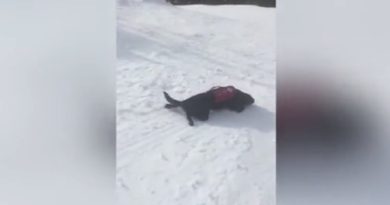 dog slides