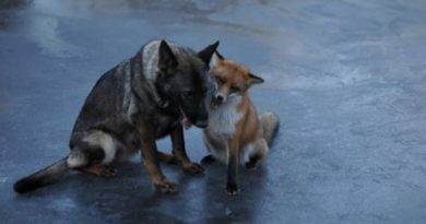 fox-hound-life-best-friends