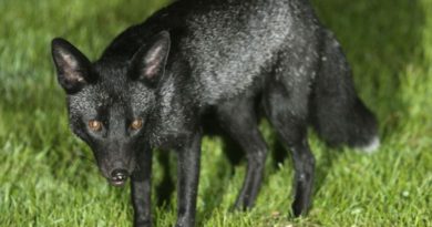 rare black fox