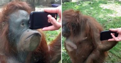 orangutan sees