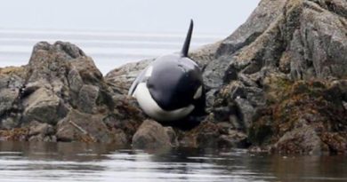 orca