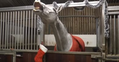 Christmas Horses