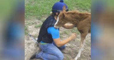 baby foal