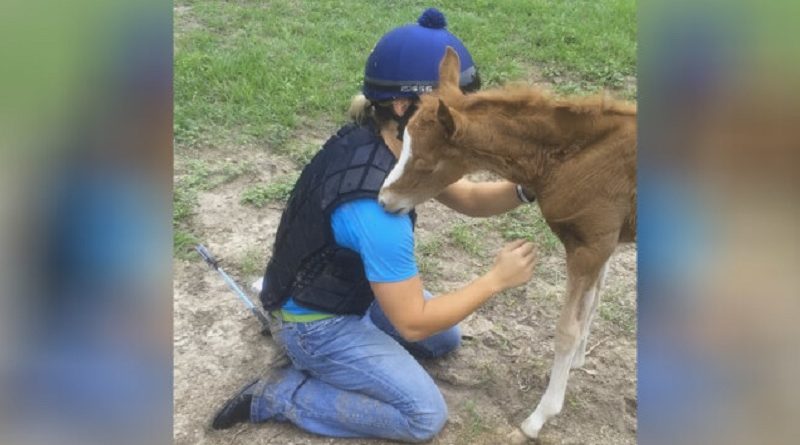 baby foal