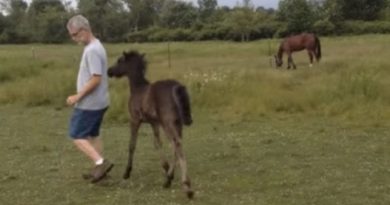 tiny horse chases